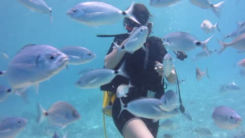 The sensation of diving while surrounded by hundreds of fish