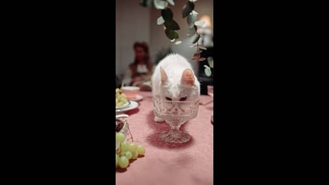 Cute Cat Drinnking Water. animal, pet