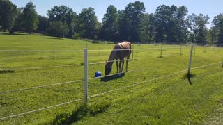 Carrot treats, but you got to work for it