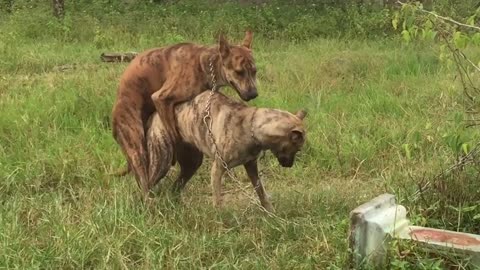 OLD & YOUNG DOG TASTE MATING | HAPPY Women's day | Amazing Reaction | ANIMAL LIFE