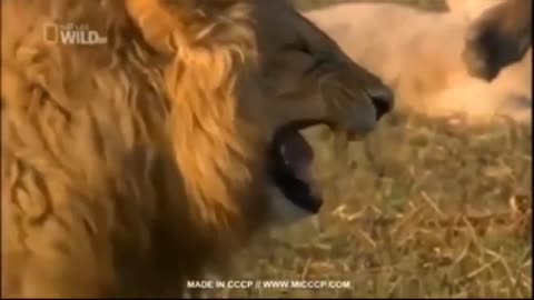 Lion funny video