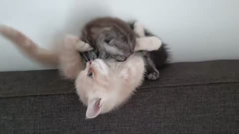 Fight with me~! Kitten mischief