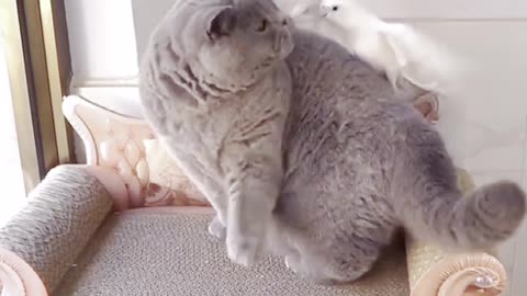 You'll Get A Cat After Watching This ❤️️ Cute Cats Showing Love To friend