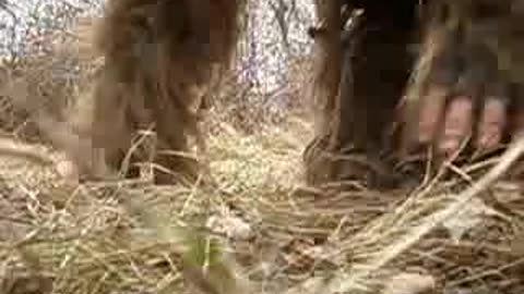 2011, Ghillie Suit Camouflage -