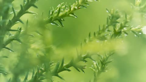 Green wet plants close up