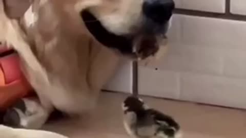 Funny Animal Videos