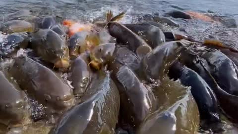 A cluster of schooling fish was swimming away