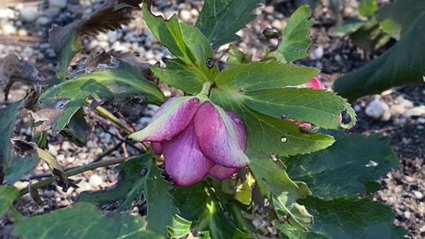 WHAT FLOWER IS THIS? AND LISTEN TO THE CRACKLE! #explore