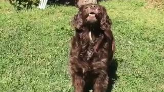 Slowmo brown dog fails to catch ball