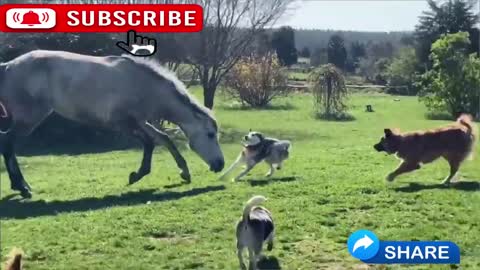 Horse funny videos, the best funny video horse 2021