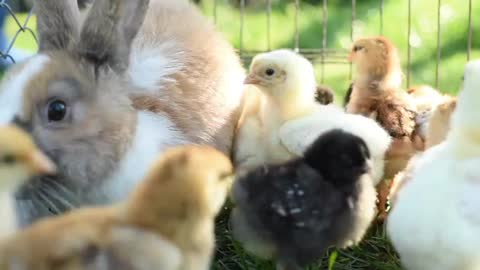 Close Up Newborn Chickens And Easter Bunny In Warm Tone On The Grass Field On Green Background.