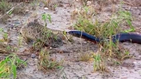 Replying to @amorim_w King snake eats snake😱 #wildanimals #snake #kingsnake #animals