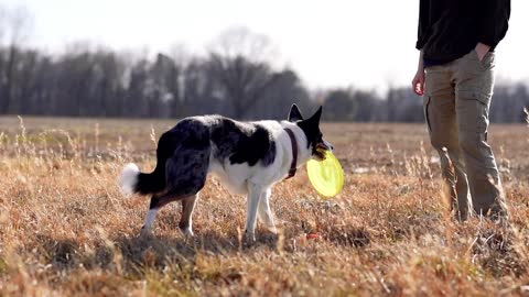 A Dog Catching a Frisbee videos