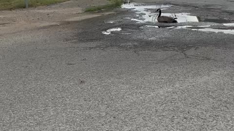 Goose in road puddle