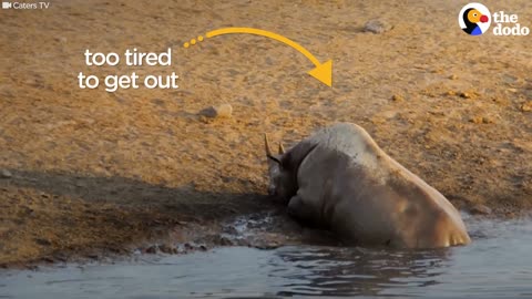 Pregnant Rhino Fights Off Hungry Lions | The Dodo