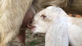 This is How a Baby Kid (Billy) Sucks Mother's Milk.