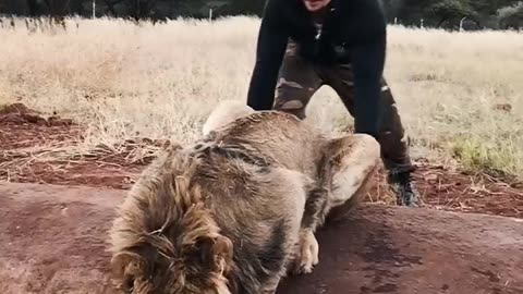 Startling a Lion