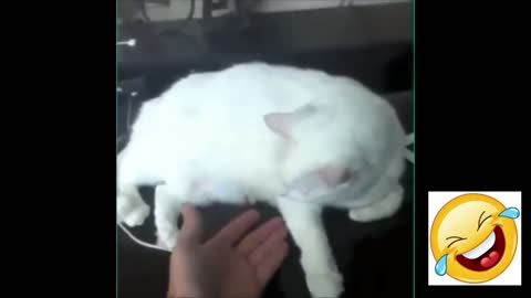Cat's hugging owner
