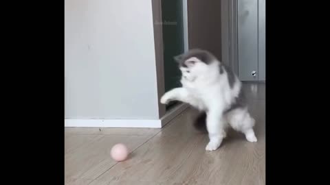 Funny Cat is playing with ball Video to Keep your Smiling
