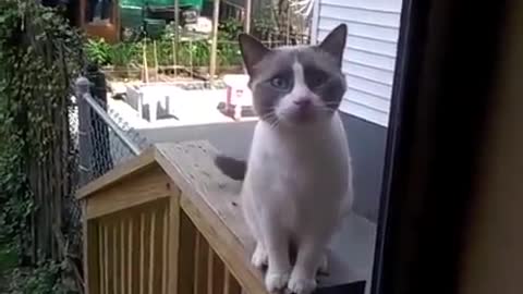 Yelling Cat funny video