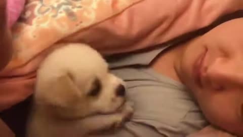 beautiful funny puppies