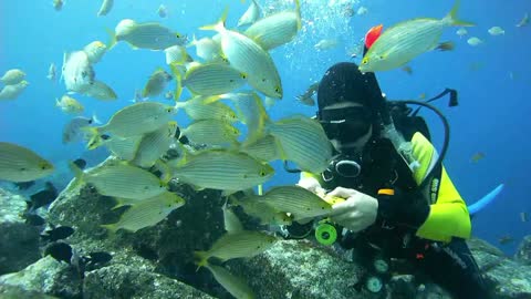Diver is feeding the tropical fish underwater by banana