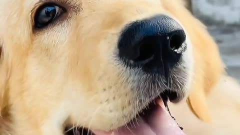 golden retriever cute viral video