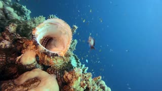 ScorpionFish - The amazing Marine mammal that Survives without Lungs!