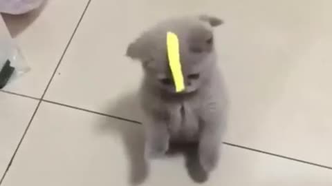 Kitten wants to take the paper from its head