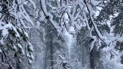 Gorgeous Snowfall at Big Bear Lake | Take a Moment to Relax