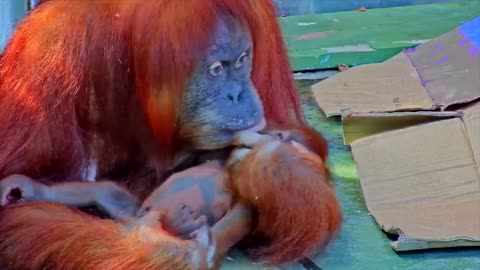 Samatran orangutans At The Toronto zoo