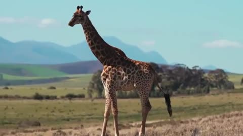 Best video giraffe happy amazing videos