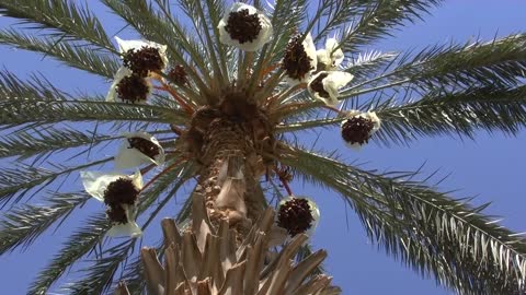 Palm Date Date Palm Vegetation Oasis Tunisia