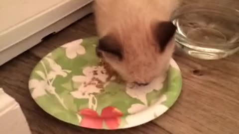 Rescued kitten can't stop meowing while eating