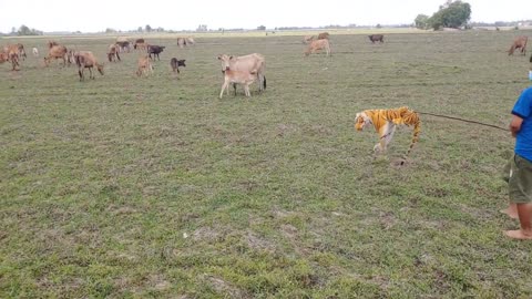 Cow got prank by Fake tiger