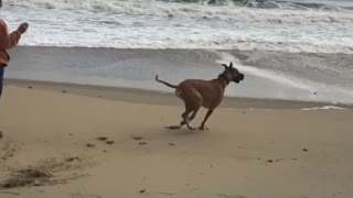 Great Dane on beach