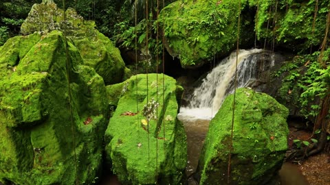 Beautiful Nature/ Green Nature/ Relaxing Amazon Rainforest _ 4K Videos