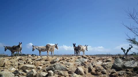 Donkeys neighing among the rocks