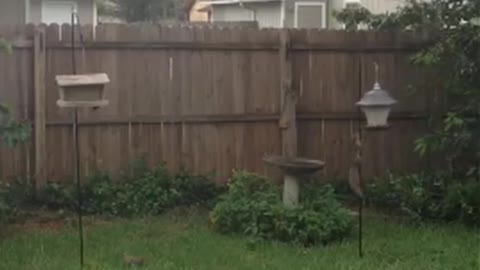 Squirrel Can't Climb Pole