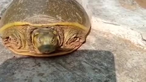 Innocent turtle