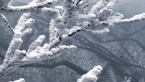 Frosted Cedar tree