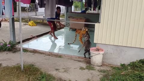 Tiger vs dog