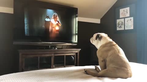 Dog watching horror movie