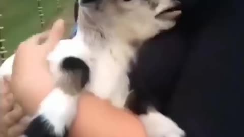 Funny vidéo animal