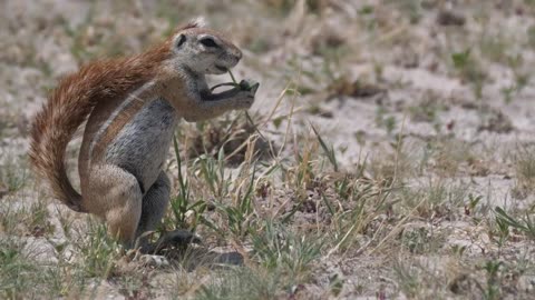 Ground squirrel eating grass