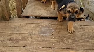 Parade of Bloodhound Puppies
