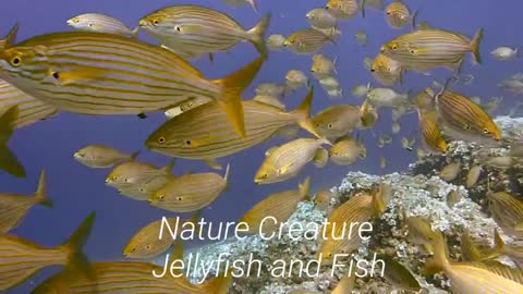 Nature Creature Jellyfish & Fish