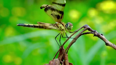 Colorful Dragonfly