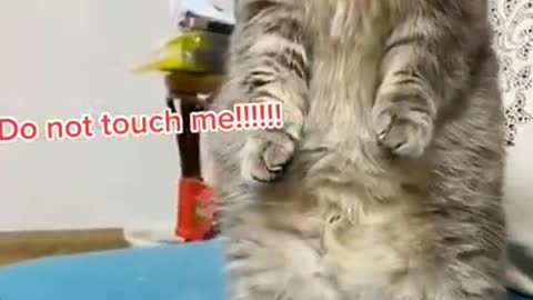 Lovely Cat, black cat, cats, funny cats, funny cat videos