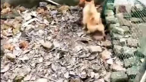 dog and chicken fight . funny compilation